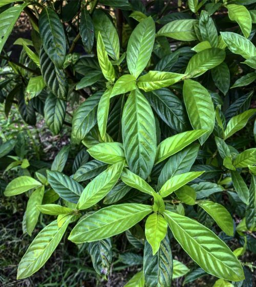  Psychotria Viridis - Ayahuasca Experience