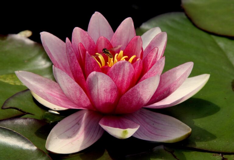 Why is the Lotus Flower a symbol of spiritual blossoming?