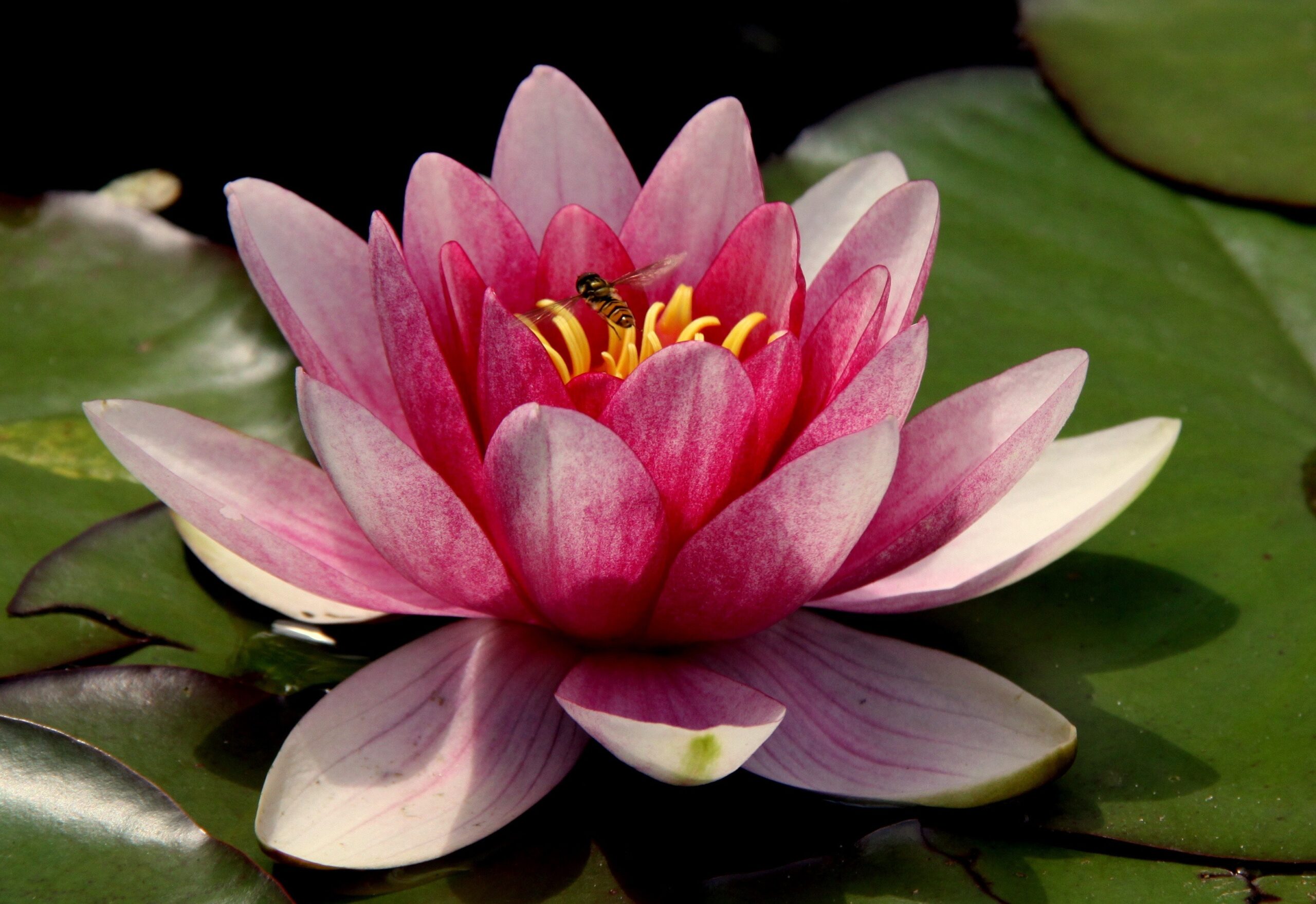 Amazing Importance Of Lotus Flower & Healing Effects And Recipe