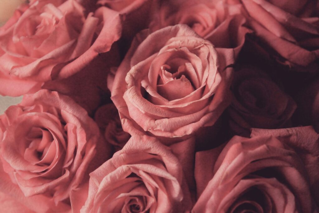 Beautiful red roses, symbolizing love and passion, ideal for Romantic Short Valentine's Day Verses that speak from the heart.