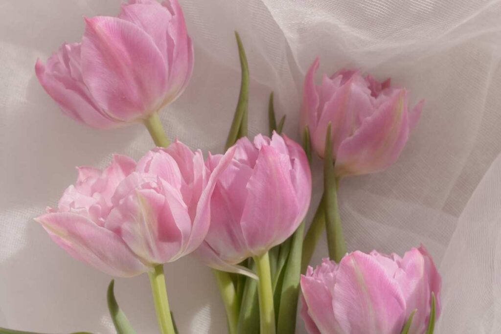 Spring journal prompts: soft pink flowers blooming in spring, symbolizing renewal, fresh beginnings, and seasonal reflection