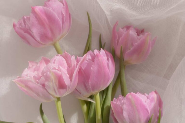 Spring journal prompts: soft pink flowers blooming in spring, symbolizing renewal, fresh beginnings, and seasonal reflection